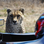 Formula E car races cheetah