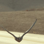 Social Media Edit - German (Square)