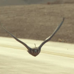 Social Media Edit - Spanish (16:9)