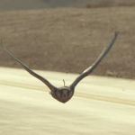 Social Media Edit - Portuguese (16:9)