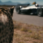Formula E Car vs Cheetah (Clean Edit - 54 Seconds)