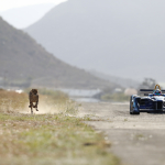 Formula E car races cheetah