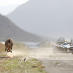 Formula E car races cheetah